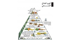 الهرم الصحي الغذائي